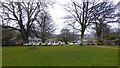 Sheep on the Green at Widecombe in The Moor