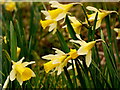 Narcissus pseudonarcissus, Bromsberrow Heath, 2