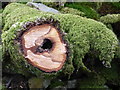 SH7415 : Unusual Log by liz dawson