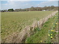 Daffodils alongside the entrance to Polhill Garden Centre