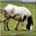 Horse at Canal Farm