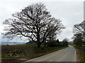 Winter trees on Cranberry Lane