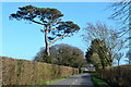 Trees and hedges, near Exbury