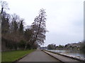 Pembroke Mill Pond - path and leaning tree