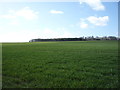 Crop field off Hitchin Road