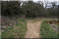 Opencast Way at Holme Wood