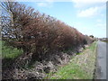 Hedgerow beside Hitchin Road