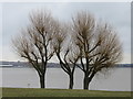Three trees in Rock Park, Rock Ferry