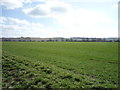 Young crop field near Kettledean Farm