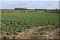 A field of broad beans