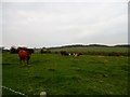 NZ1250 : Grazing cattle near Crookhall Farm by Robert Graham