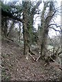 Woodland Path near St David