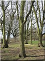 Copse, Ickenham Green