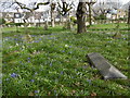 Bluebells in St Mary