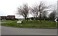 Trees on a roundabout at the northern edge of Newton