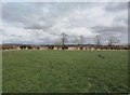 Grazing near Whinneymoor Farm