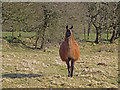 Llama at Tre-newydd