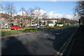 Daffodils, Great Western Road