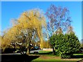 Group of trees in Merrivale Green