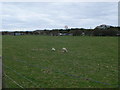 Field to the west of Green Avenue, Towyn