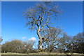 Tree at Lennox Plunton