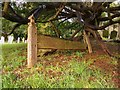 TQ0940 : Grave-board under a yew tree, Ewhurst churchyard by Stefan Czapski