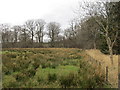 Woodland edge and wet grassland