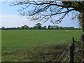 Field with grazing sheep near Melidan