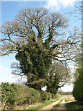 TF8509 : Ivy-clad oak trees beside farm track by Evelyn Simak