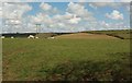 Sheep by Nethercombe Farm