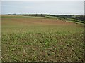 SX0950 : Farmland on Gribbin Head by Philip Halling