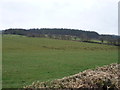 Grazing near Blue Gables Farm