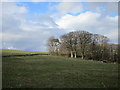 Woodland edge near Ballochmartin