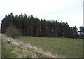 Woodland near Bale Hill