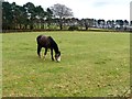 Pony grazing in Blidworth Dale