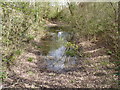 Pond in Tagwell Open Space, Droitwich