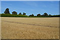 Wheat stubble