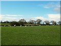 SJ7364 : Sheep in a field byJones's Lane, Sproston by Stephen Craven