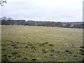 Grazing north of the A691