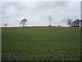 Crop field near Sniperley Farm