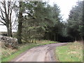 Track through woodland below Burnswark Hill