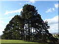 A copse of  conifers in Ampthill Park, Bedfordshire