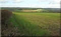 Farmland near Wellow