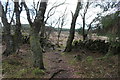 NX7078 : Woodland Path, Knowetop Reserve by Billy McCrorie
