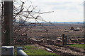 Sheep near Madbrook Farm