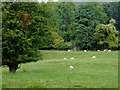 Pasture and woodland east of Llangollen