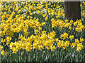 Daffodils, Trent Park, London N14