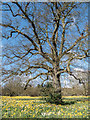 Daffodils, Trent Park, London N14