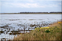 SD3621 : Crossens Out Marsh from the Marine Drive, Marshside by Mike Pennington