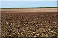 Torridge : Ploughed Field